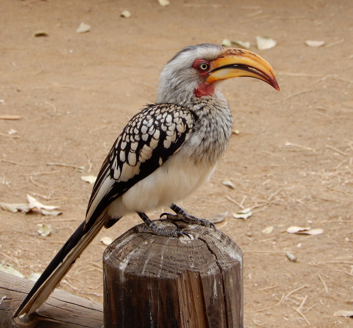 Southern Yellow-billed Hornbill - Peter Zika
