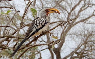  - Southern Yellow-billed Hornbill