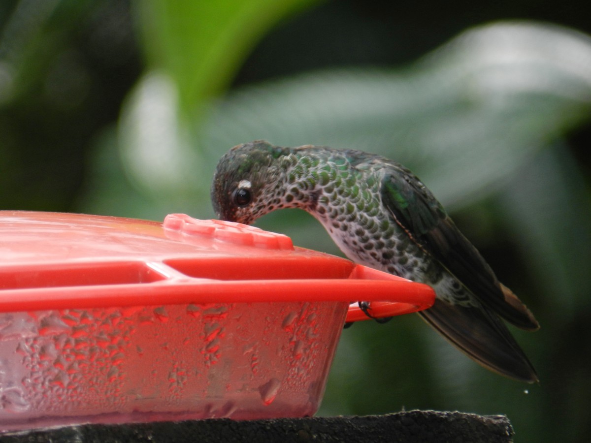 Many-spotted Hummingbird - ML93347281