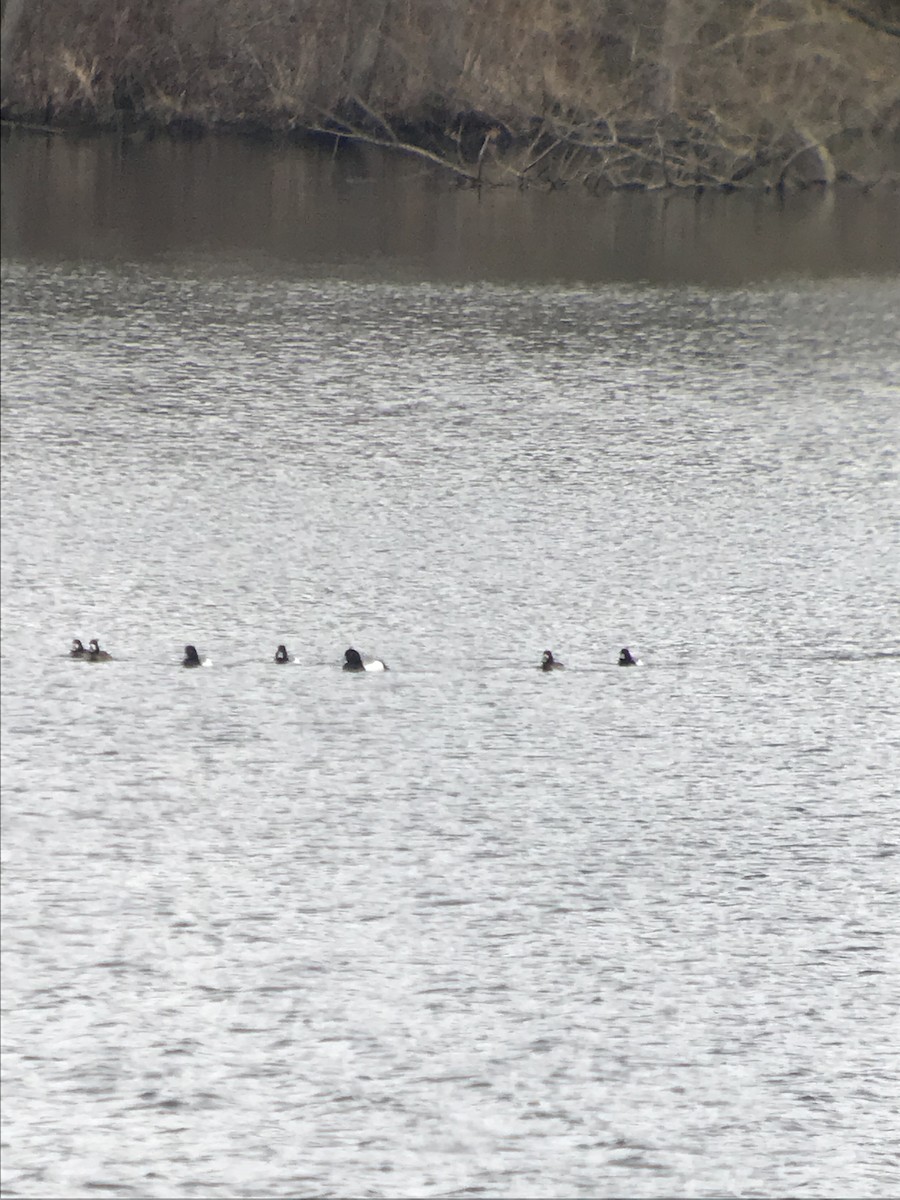 Greater Scaup - ML93348221