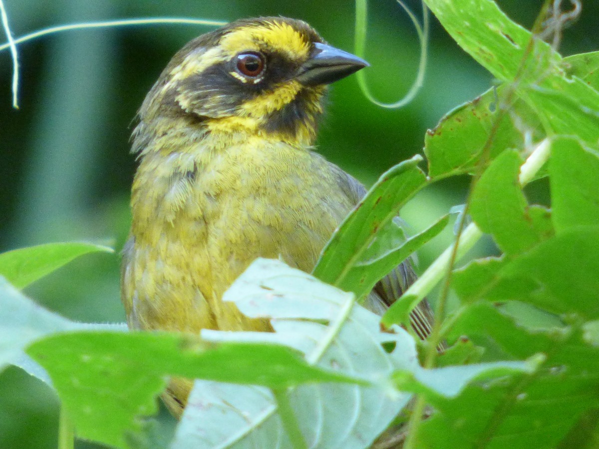 Yellow-striped Brushfinch - Gaspar Borra