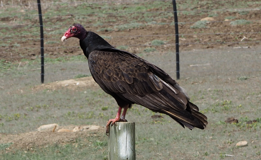 Turkey Vulture - Leslie S