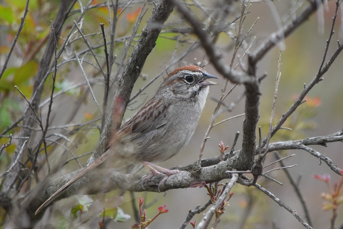 Rufous-crowned Sparrow - Drew Beamer