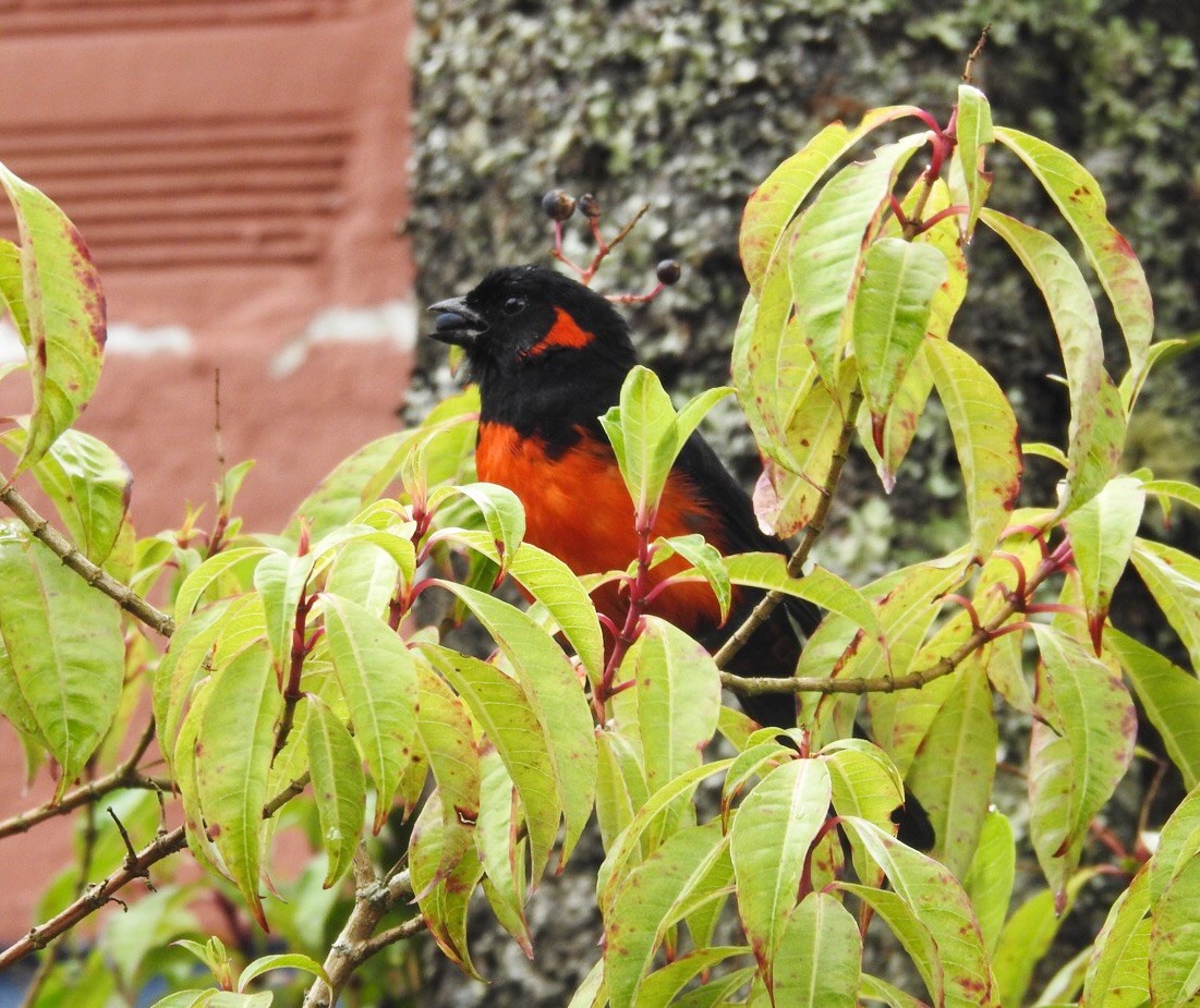 Scarlet-bellied Mountain Tanager - ML93364941