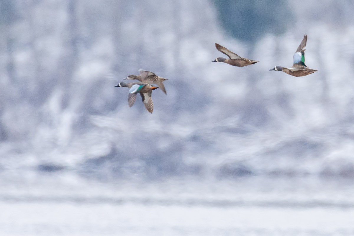 Blue-winged Teal - ML93376231