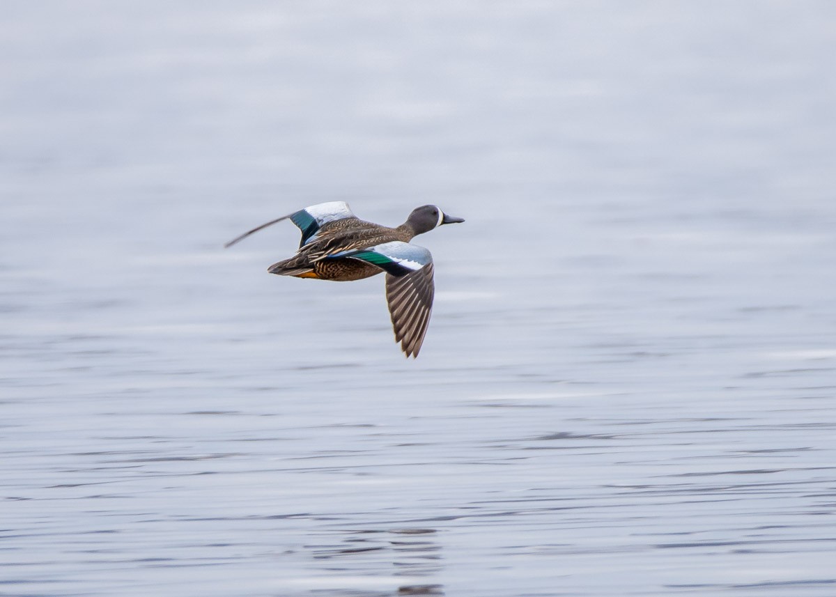 Blue-winged Teal - ML93376241