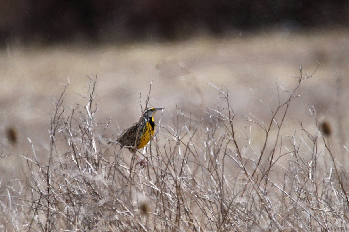 Eastern Meadowlark - Quinten Wiegersma