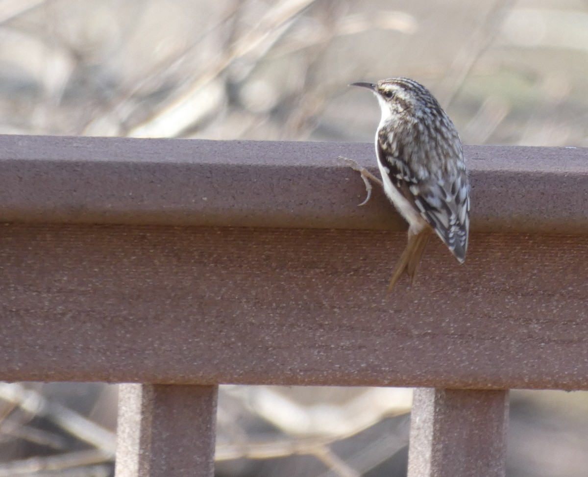 Brown Creeper - Larry Theller