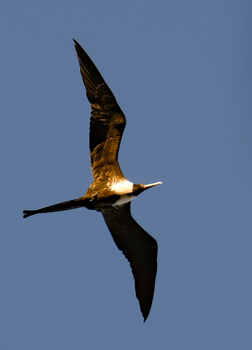 Magnificent Frigatebird - Carl Thomson