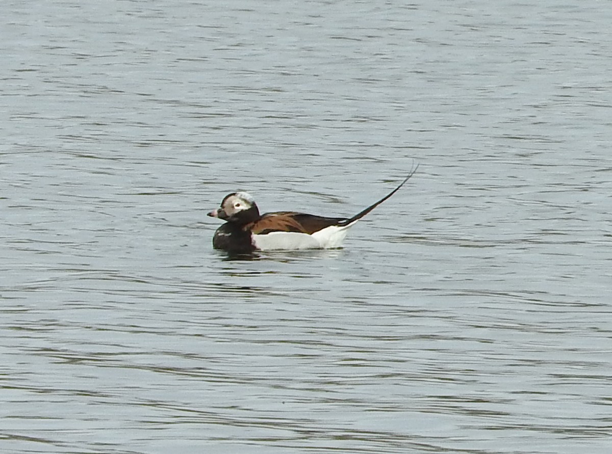 Long-tailed Duck - Todd A. Watkins