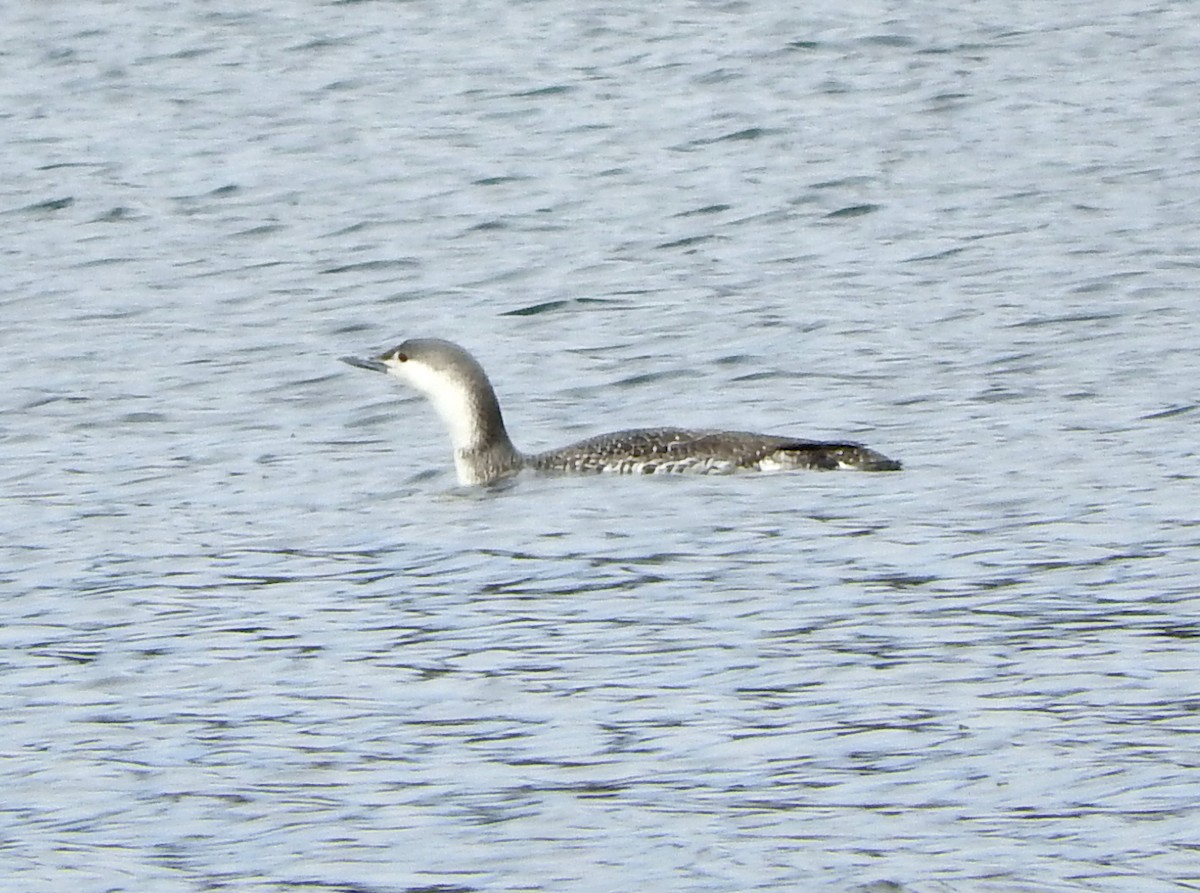 Red-throated Loon - Todd A. Watkins
