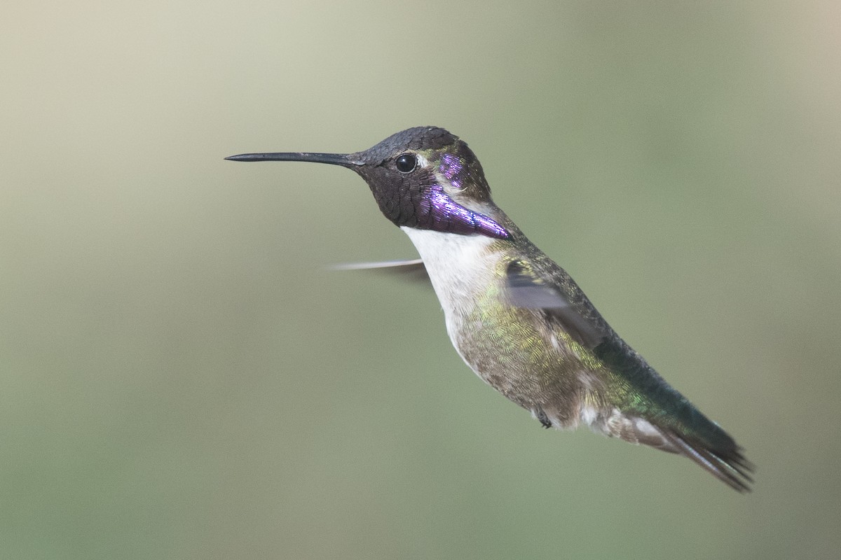 Costa's Hummingbird - Nancy Christensen