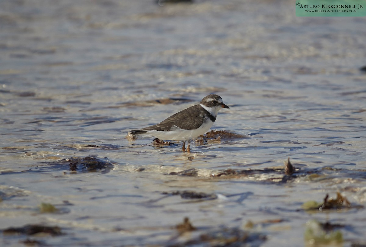 Semipalmated Plover - ML93390551