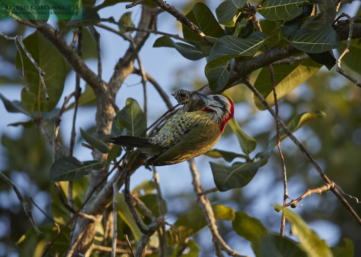 Cuban Green Woodpecker - Arturo Kirkconnell Jr