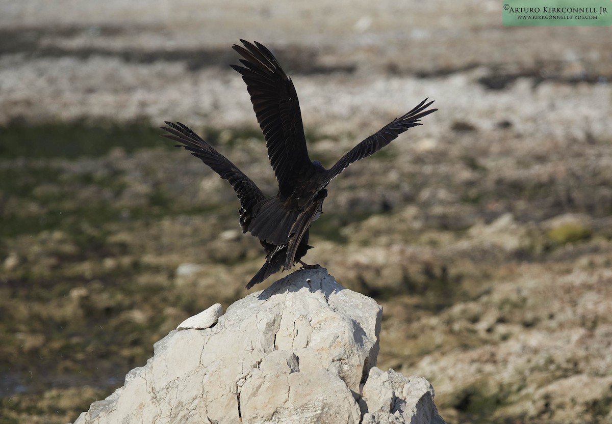 Turkey Vulture - ML93393191