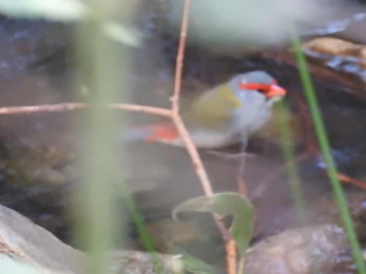 Red-browed Firetail - ML93394191
