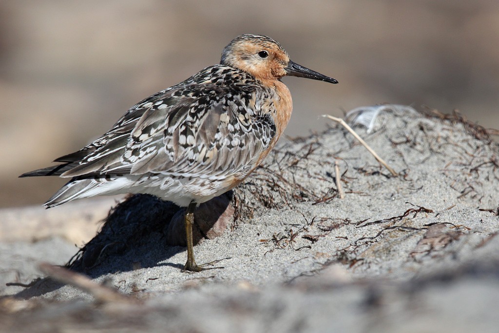 Red Knot - ML93395051
