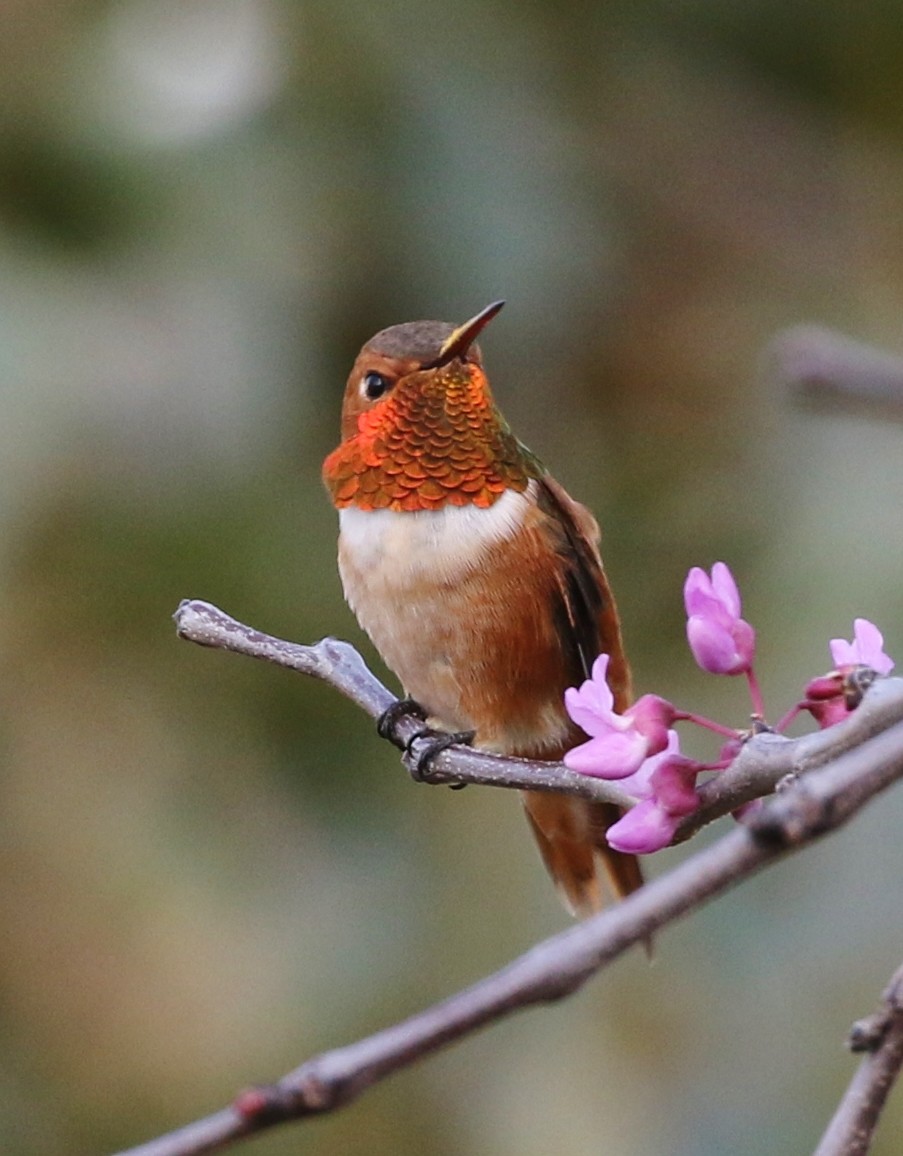 Rufous Hummingbird - ML93399331