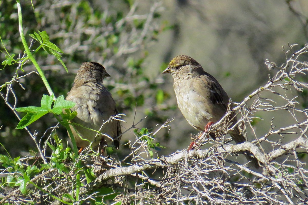 Golden-crowned Sparrow - ML93399341