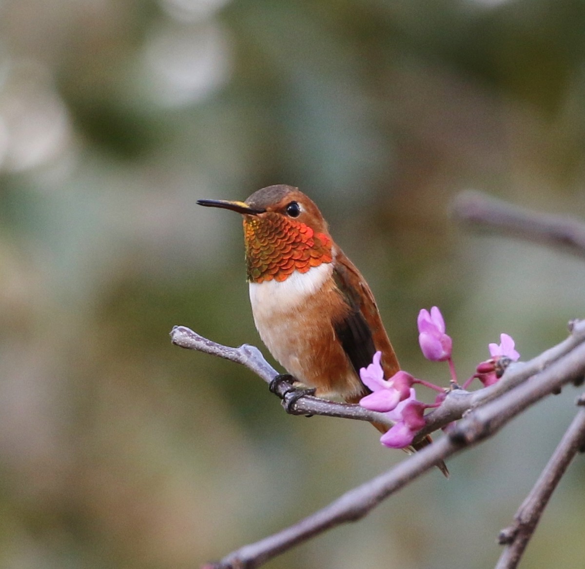 Rufous Hummingbird - ML93399381