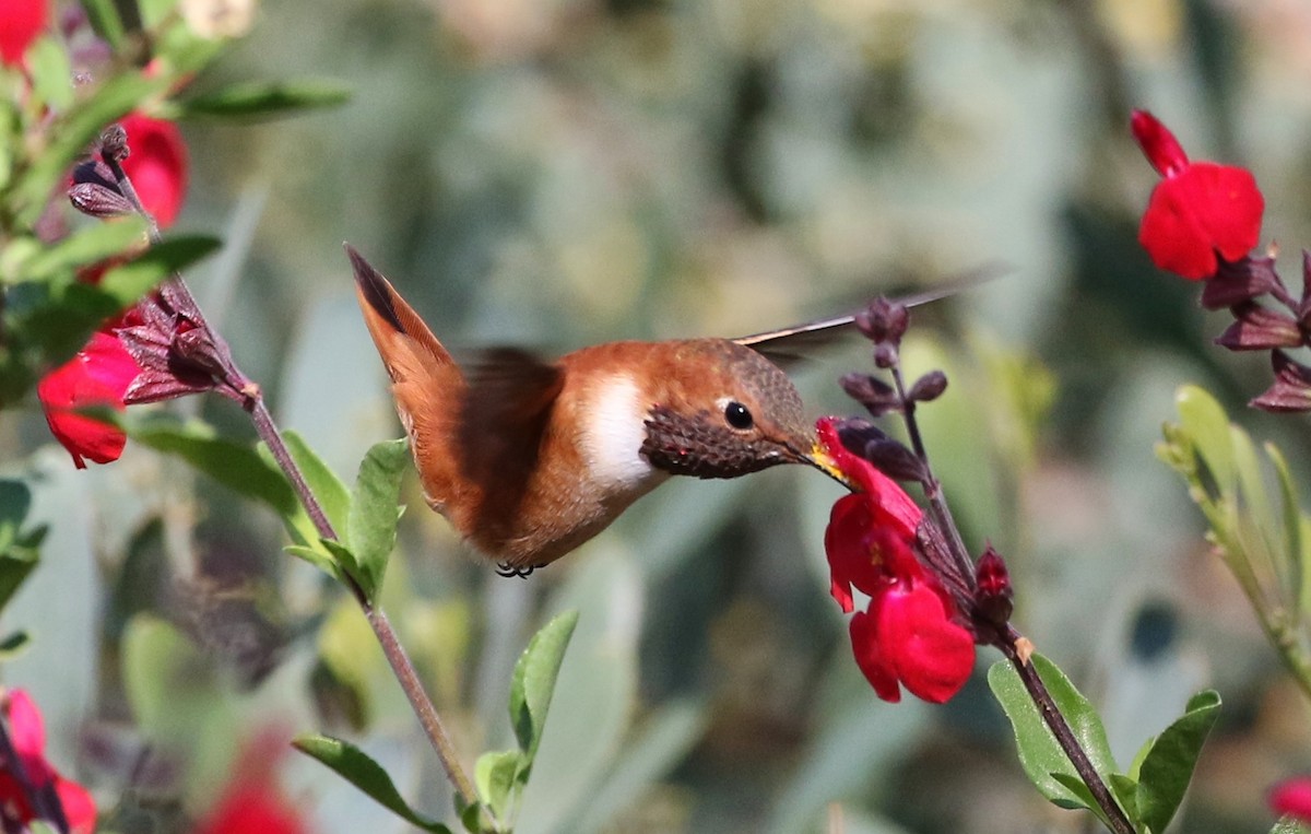 Rufous Hummingbird - ML93399461