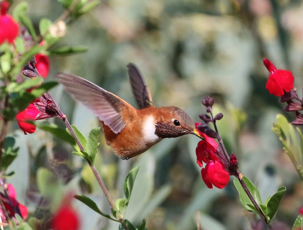 Rufous Hummingbird - ML93399471