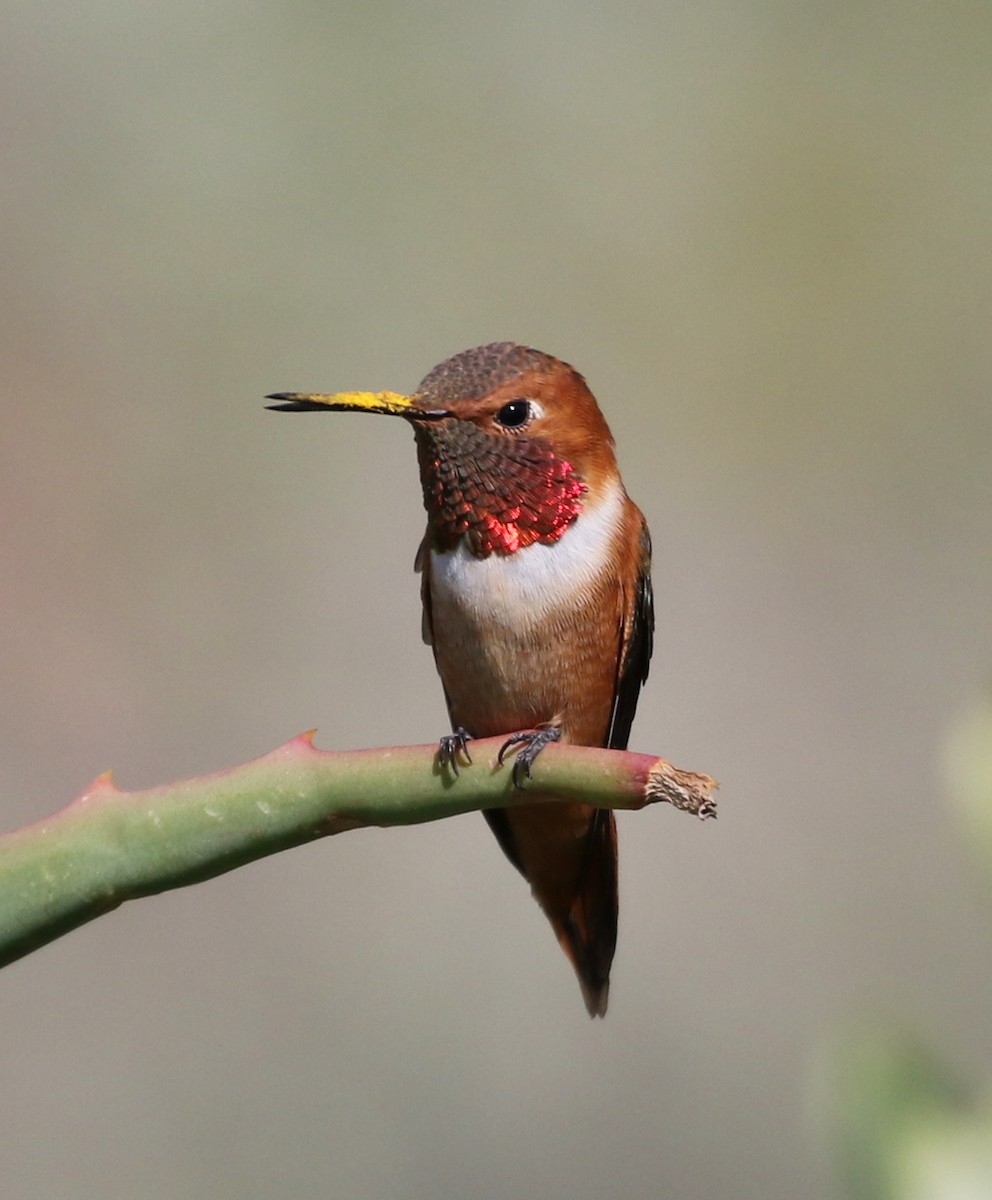Rufous Hummingbird - ML93399571
