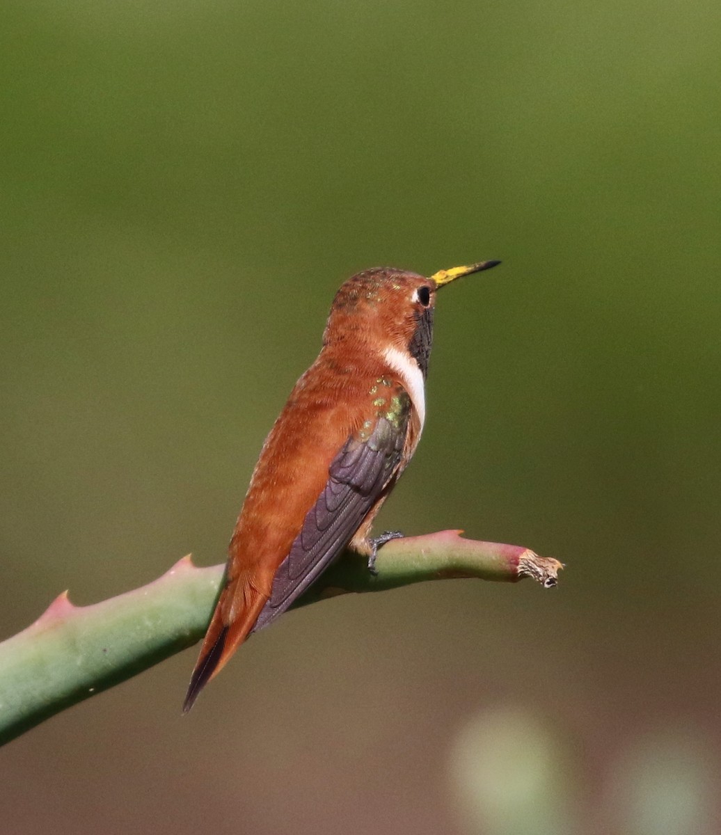 Rufous Hummingbird - Tom Benson