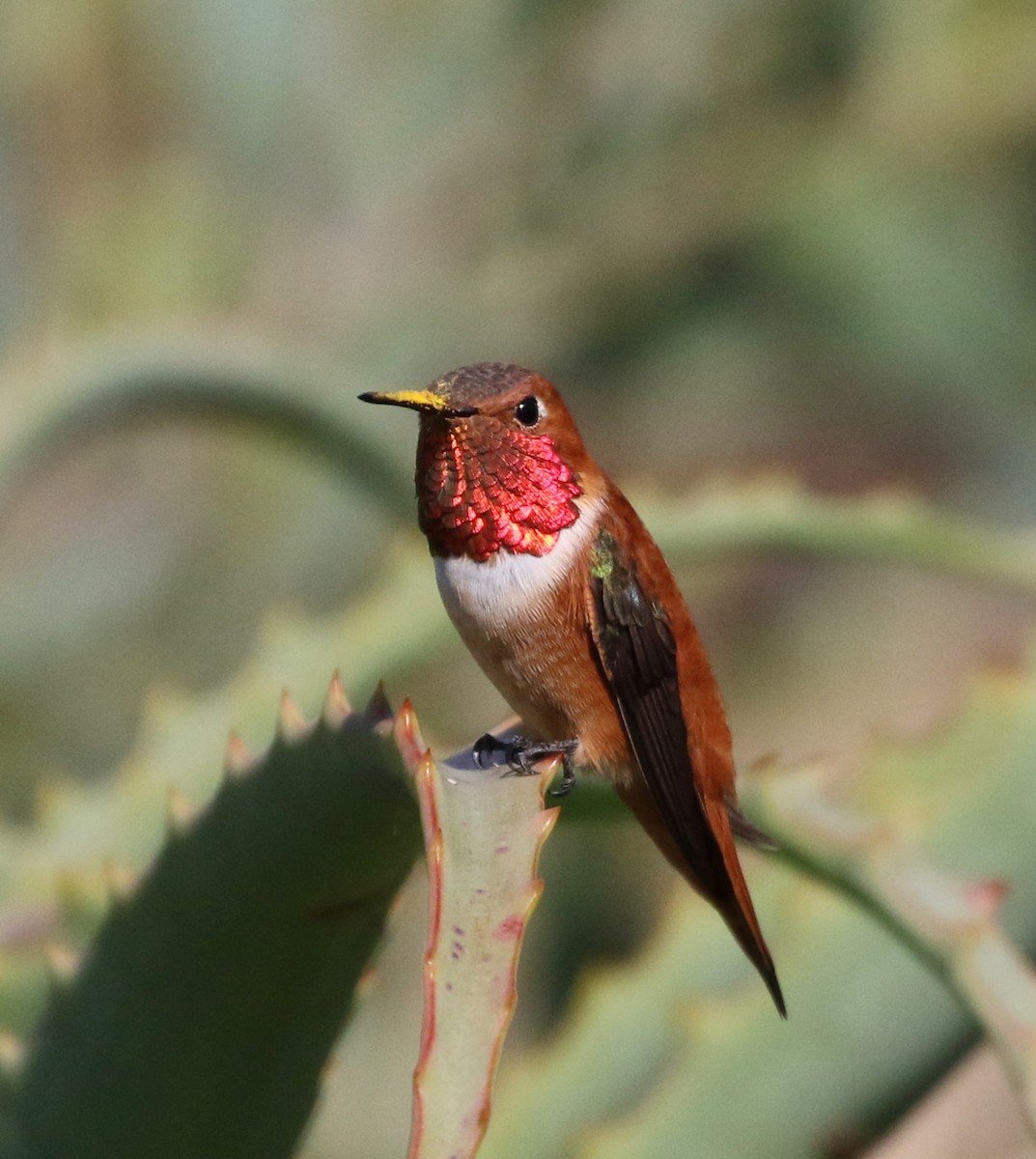 Rufous Hummingbird - ML93399661