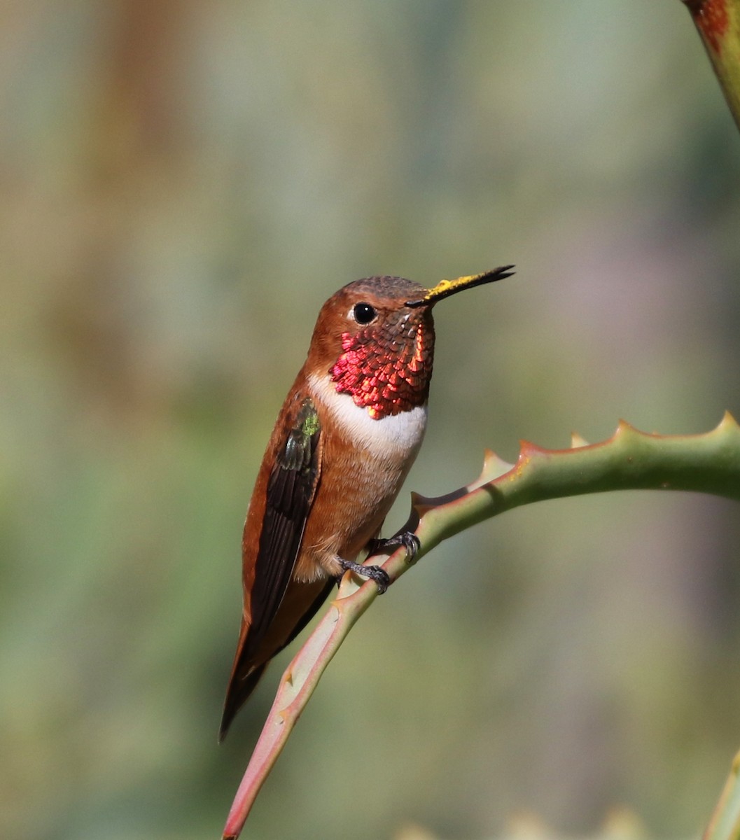 Rufous Hummingbird - ML93399671