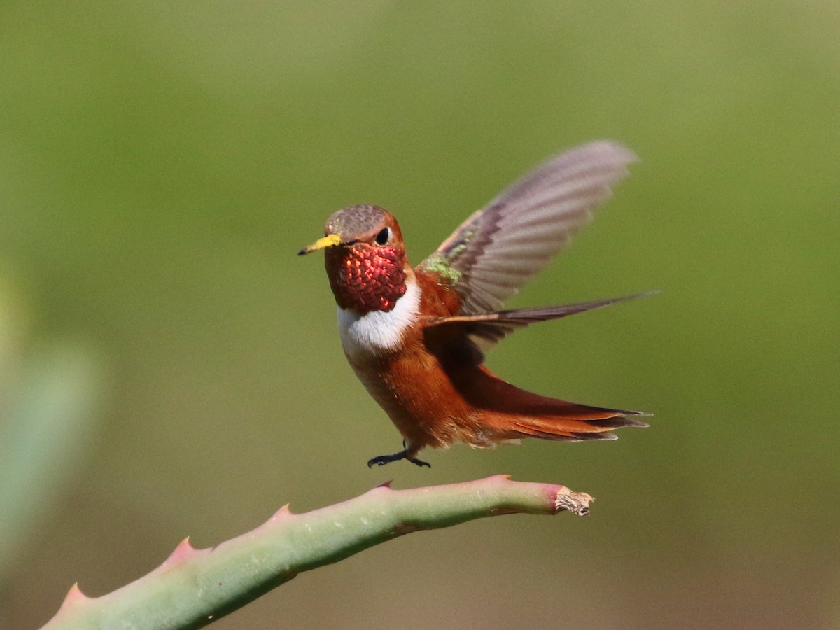 Rufous Hummingbird - ML93399751