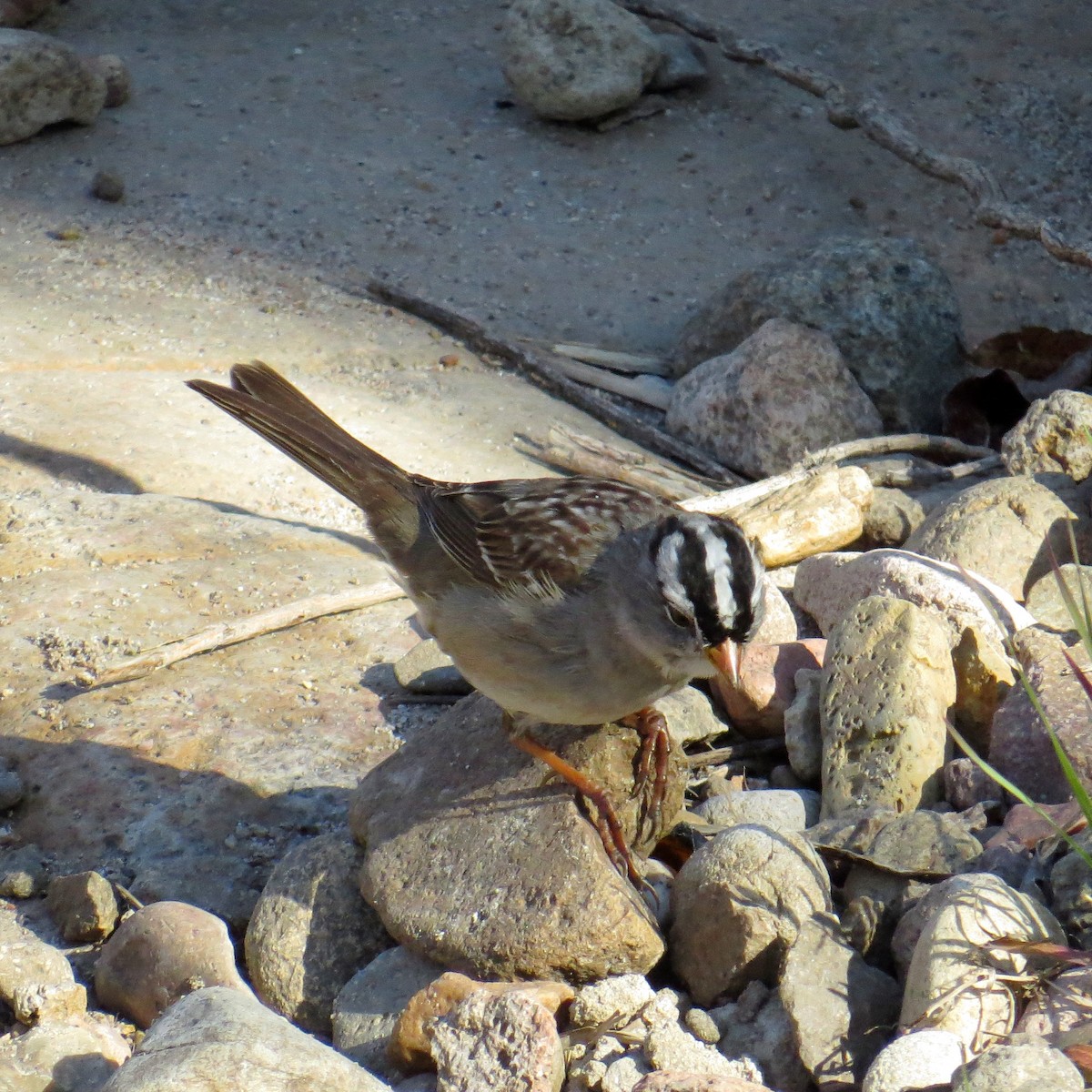 White-crowned Sparrow - ML93399961