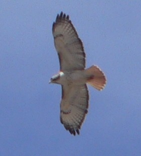 Red-tailed Hawk - ML93400921