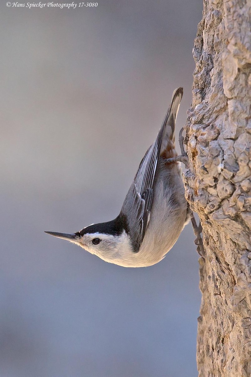White-breasted Nuthatch - ML93405691