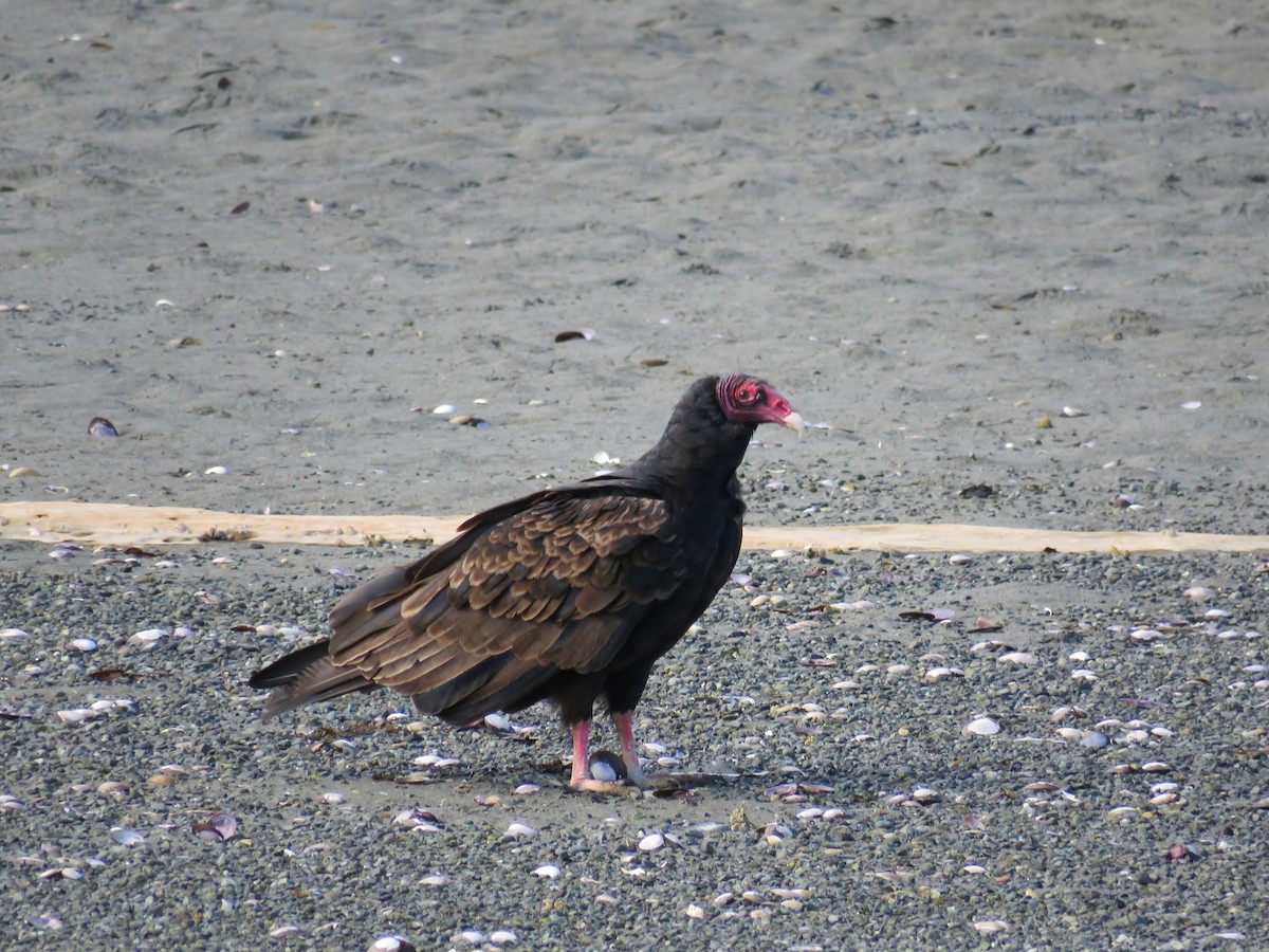 Turkey Vulture - Blair Dudeck