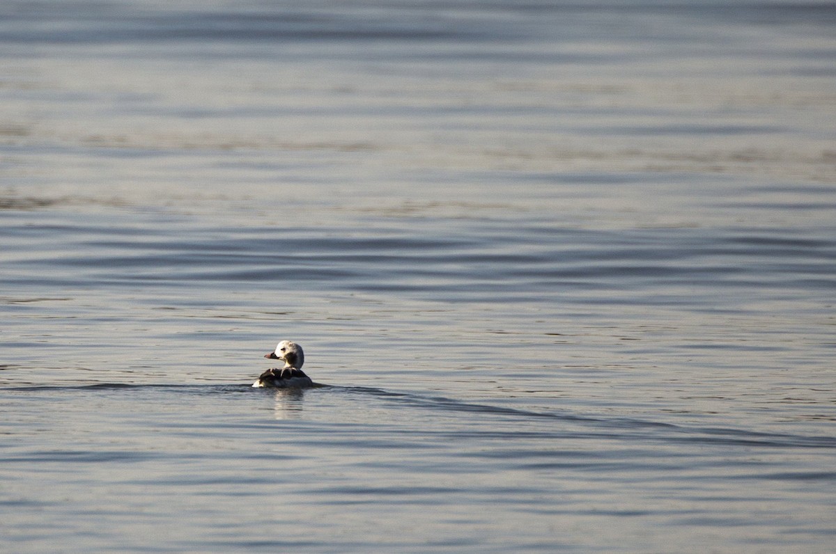 Long-tailed Duck - ML93411651