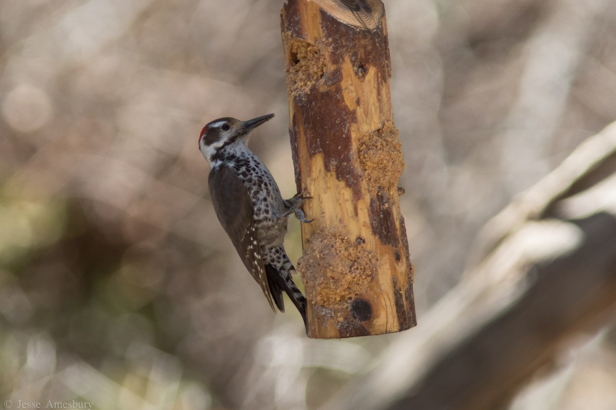 Arizona Woodpecker - Jesse Amesbury