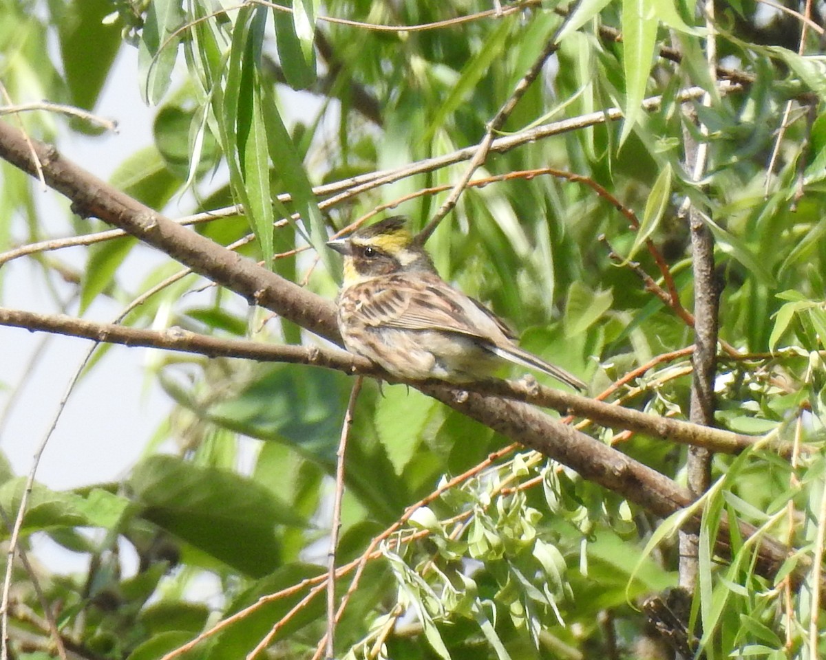 Yellow-throated Bunting - Scott Young