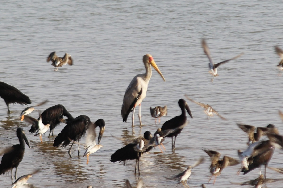 Yellow-billed Stork - Andrew Wolfe