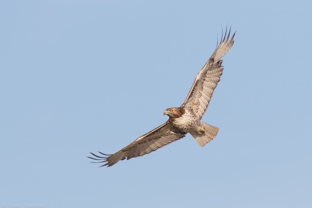 Red-tailed Hawk - Jesse Amesbury