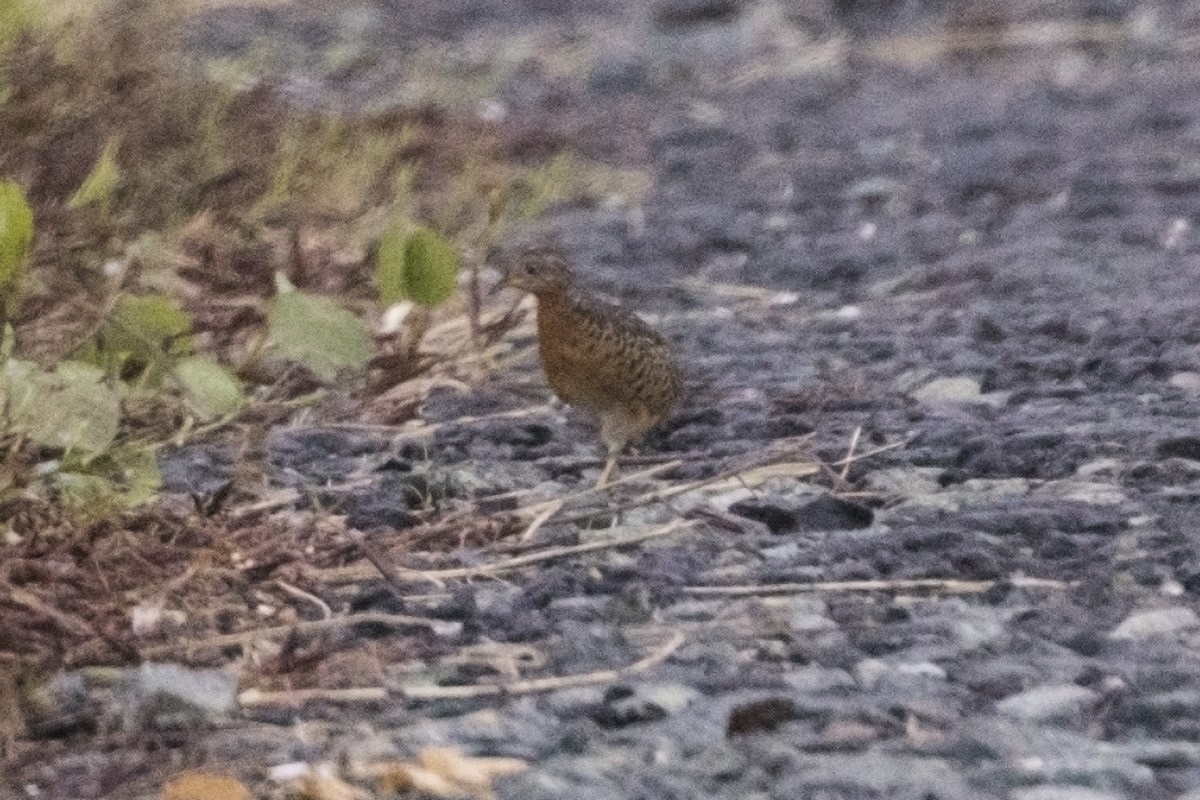 Red-backed Buttonquail - Tony Palliser