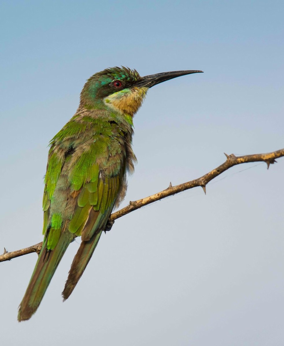 Blue-cheeked Bee-eater - ML93419431