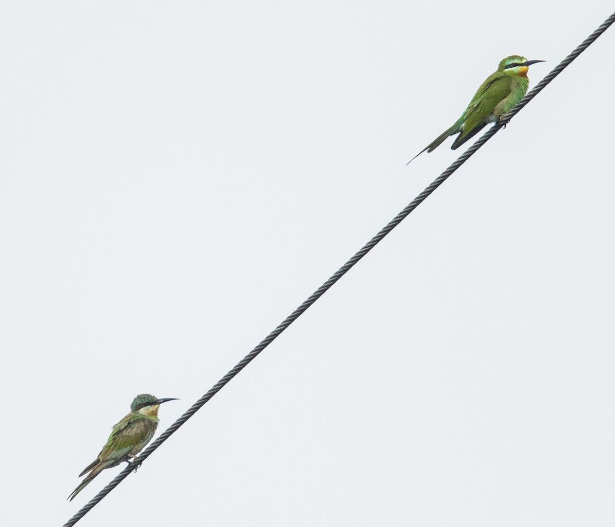 Blue-cheeked Bee-eater - ML93419481