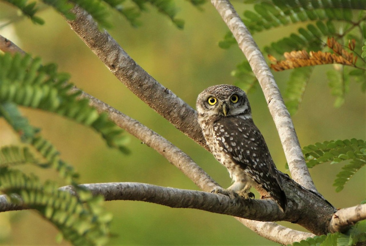 Spotted Owlet - ML93419701