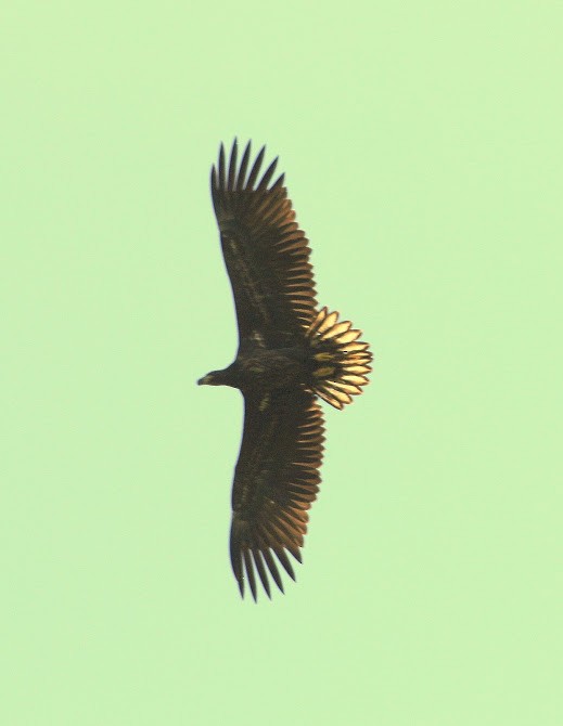 White-tailed Eagle - ML93420231