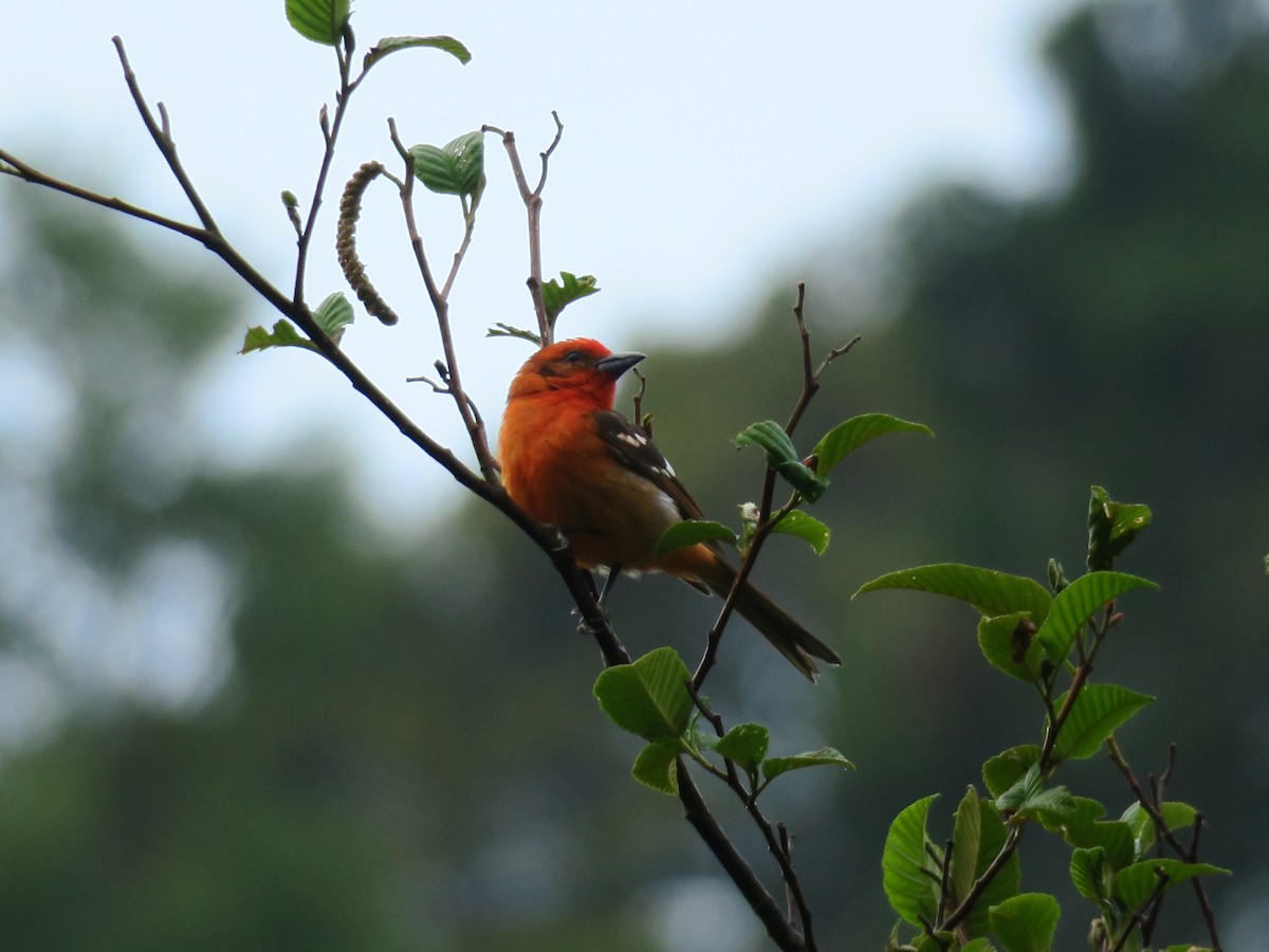 Flame-colored Tanager - Rafael Chaves