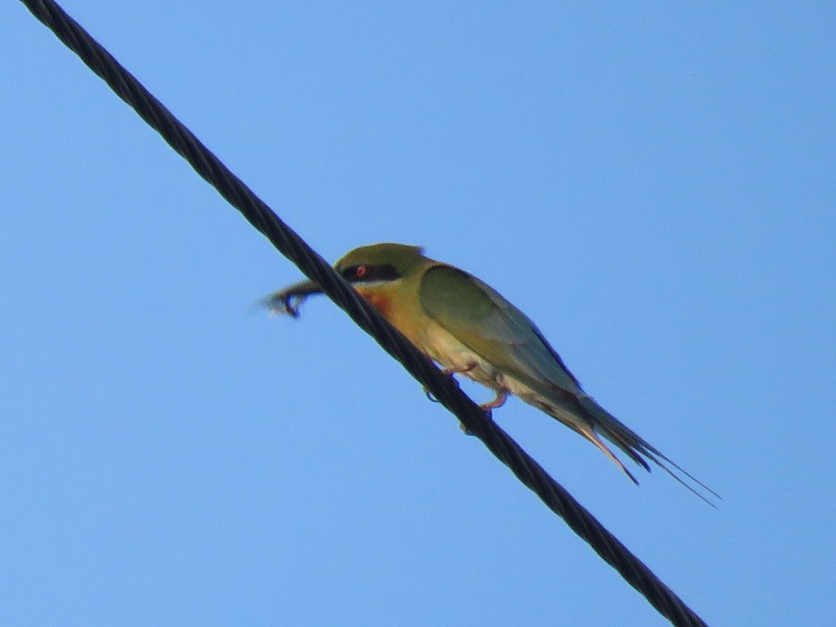 Blue-tailed Bee-eater - ML93423081