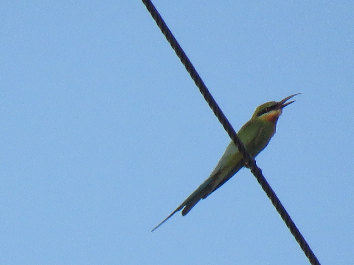 Blue-tailed Bee-eater - ML93423101