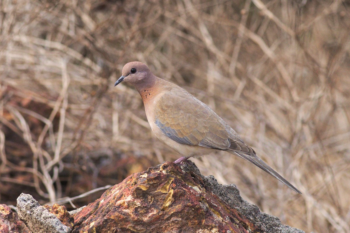 Laughing Dove - ML93424331