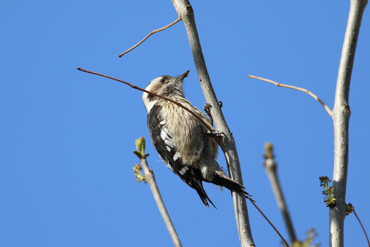 Gray-capped Pygmy Woodpecker - Yefan Zhi